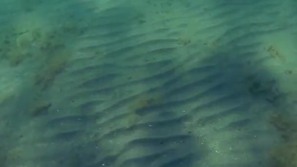 Underwater Walk Sea Sandy Bottom Caspian Sea — Stock Video