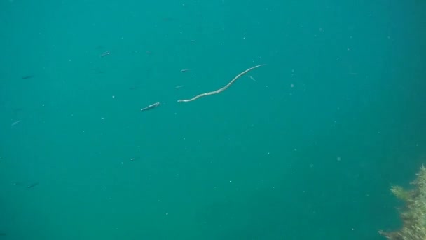 Small fishes in the sea. — Stock Footage Small Fishes Sea Stock Footage