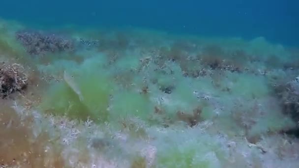 Underwater Walk Caspian Sea Rocky Bottom — Stock Video