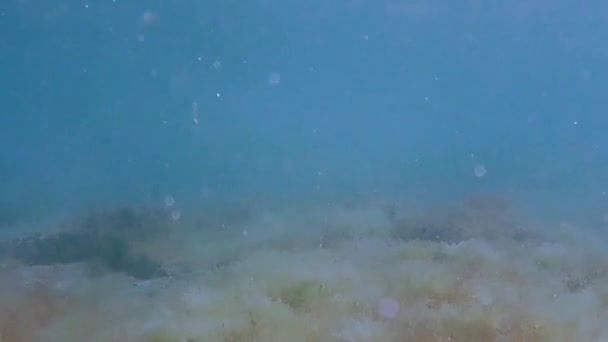 Paseo Submarino Mar Caspio Fondo Rocoso — Vídeos de Stock