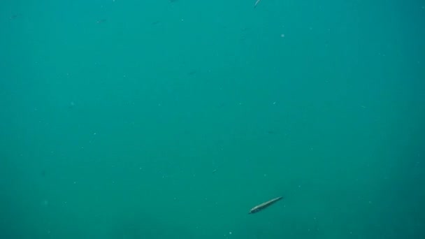 Flock of small fish in the Caspian Sea. — Stock Footage Flock Small Fish Caspian Sea Royalty Free Stock Footage