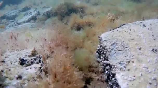 Підводна Прогулянка Каспійському Морі Скелясті Дно — стокове відео