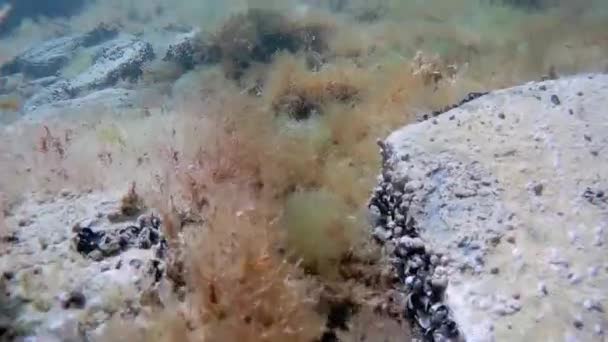 Underwater Walk Caspian Sea Rocky Bottom — Stock Video