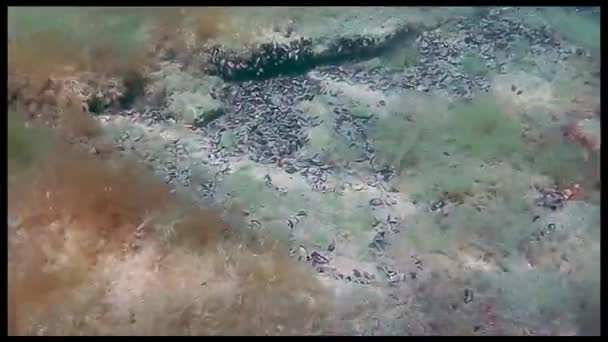 Paseo Submarino Mar Caspio Fondo Rocoso — Vídeo de stock