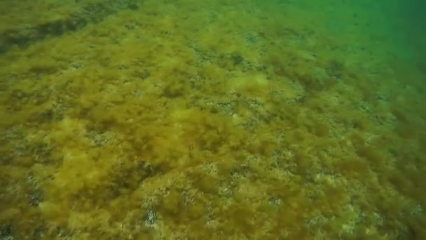Υποβρύχια Βόλτα Στη Θάλασσα Κασπία Θάλασσα Ιουνίου 2020 Έτος — Αρχείο Βίντεο