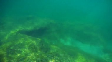 Denize doğru yürü. Hazar Denizi. 22 Haziran 2020.