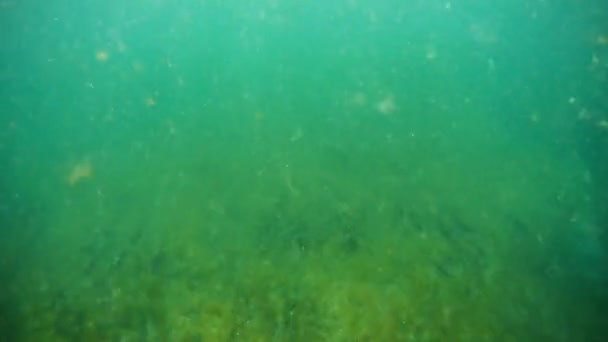 Onderwater Lopen Zee Kaspische Zee Juni 2020 Jaar — Stockvideo