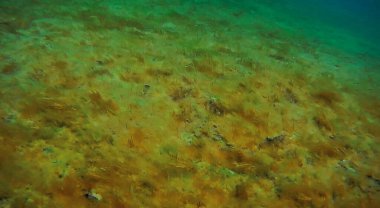 Denize doğru yürü. Hazar Denizi. 18 Haziran 2020.