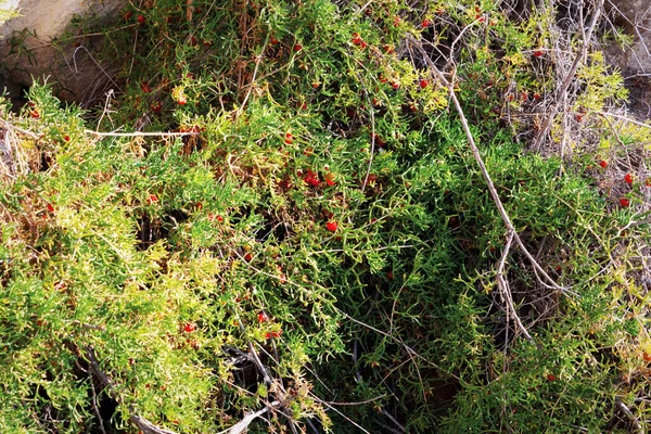 Plante Dans Les Falaises Côtières Côte Mer Caspienne Malacocarpus Crithmifolius — Photo