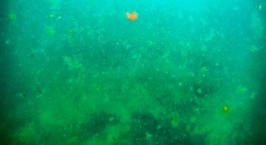 Denizde sualtı manzarası. Hazar Denizi. 22 Haziran 2020.
