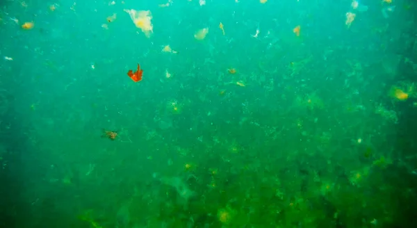 Paisaje Submarino Mar Mar Caspio Junio 2020 Año — Foto de Stock