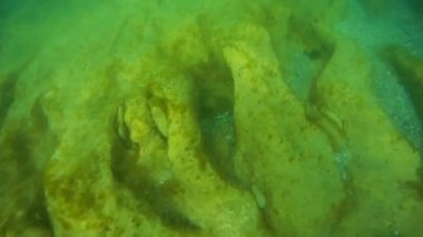 Denize doğru yürü. Hazar Denizi. 22 Haziran 2020.