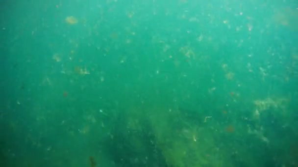 水中の海に歩いてください カスピ海 2020年6月22日 — ストック動画