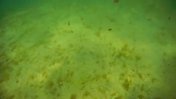 Υποβρύχια Βόλτα Στη Θάλασσα Κασπία Θάλασσα Ιουνίου 2020 Έτος — Αρχείο Βίντεο