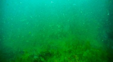 Denizde sualtı manzarası. Hazar Denizi. 22 Haziran 2020.
