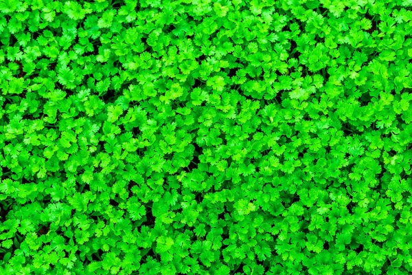 Bed Coriander Cilantro Growing Field Hoi Vietnam Royalty Free Stock Photos