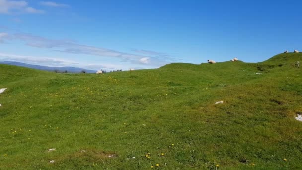 Ovejas Campo Junto Roca Cashel Irlanda — Vídeo de stock