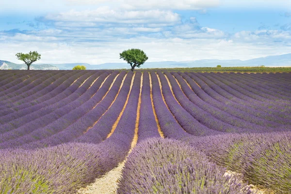 Lavender Field Provence France — Stock Photo, Image