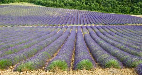 Lavendelveld Provence Frankrijk — Stockfoto