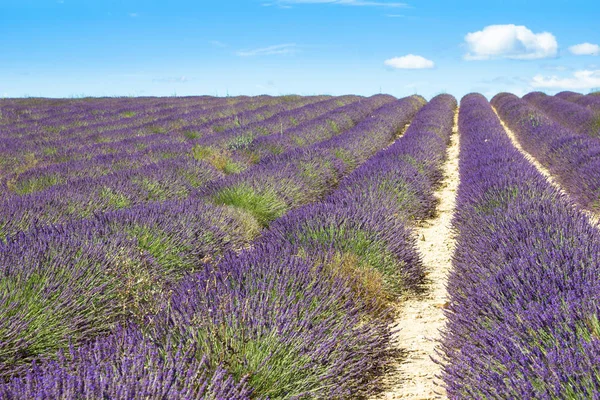 Lavender Field Provence France Stock Picture