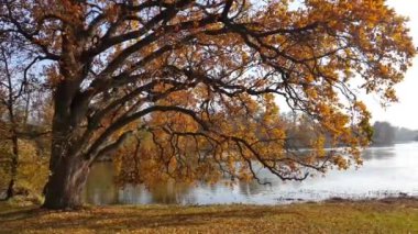 Göl sonbahar sırasında Lednice Park, Çek Cumhuriyeti