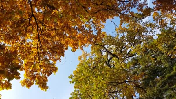 Ağaçlardan Sonbahar Sırasında Düşen Yapraklar — Stok video