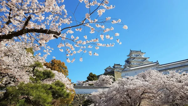 Třešňový Květ Hrad Himeji Japonsku — Stock fotografie