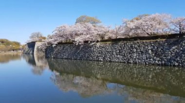 Kiraz çiçeği ve Japonya 'daki Himeji kalesi.
