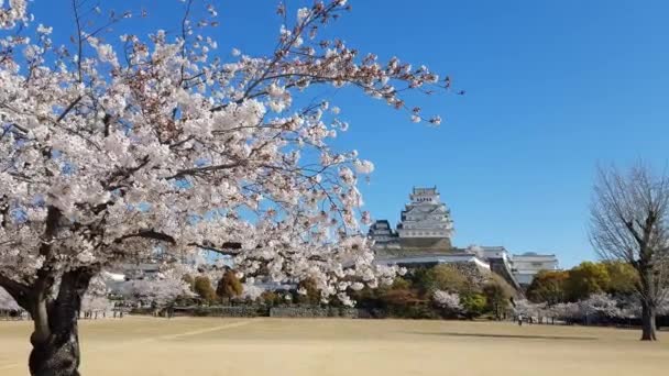 Цветение Сакуры Замок Химэдзи Японии — стоковое видео