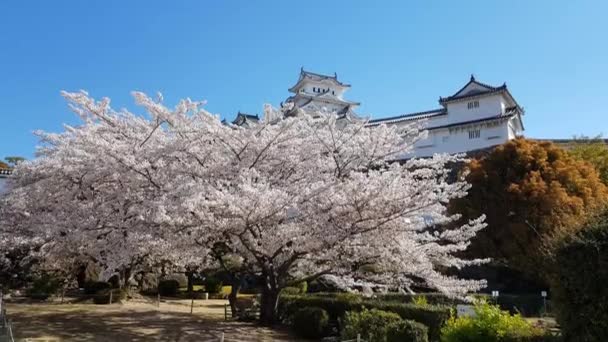 Třešňový Květ Hrad Himeji Japonsku — Stock video