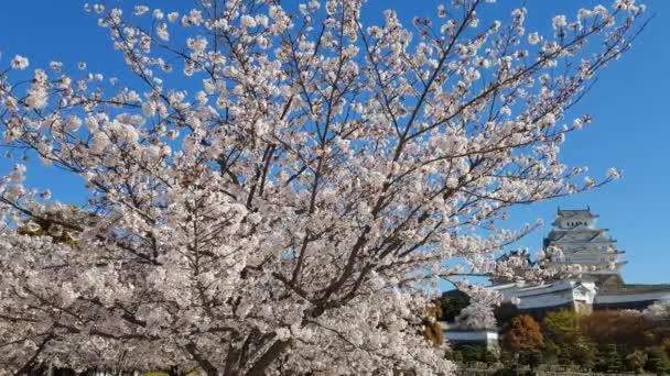 Körsbärsblomma Och Himeji Slottet Japan — Stockvideo