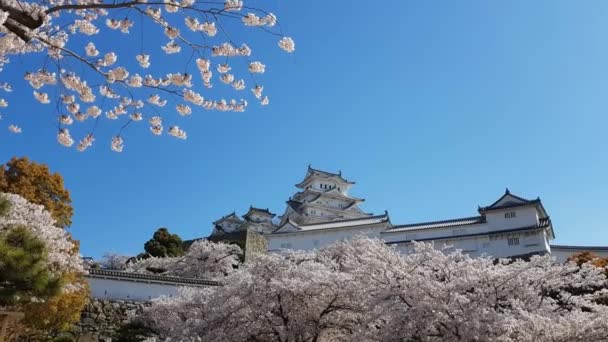Fiori Ciliegio Castello Himeji Giappone — Video Stock