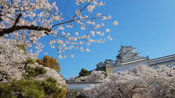 Kwiat Wiśni Zamek Himeji Japonii — Wideo stockowe