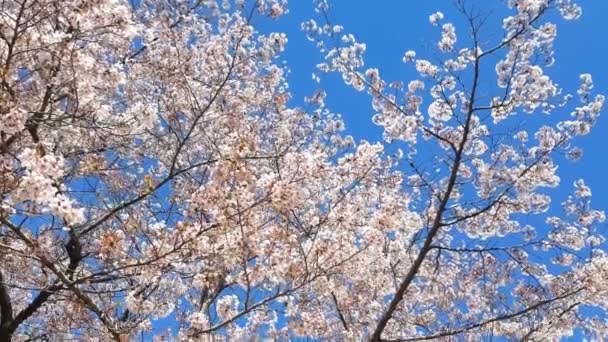 Flor Cerejeira Durante Primavera — Vídeo de Stock