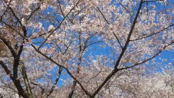 Flor Cerejeira Durante Primavera — Vídeo de Stock