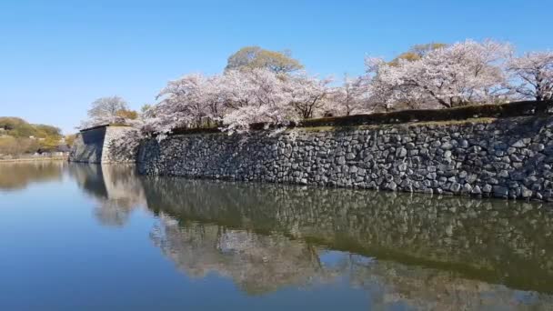 Ανθός Κερασιάς Και Κάστρο Χιμέτζι Στην Ιαπωνία — Αρχείο Βίντεο
