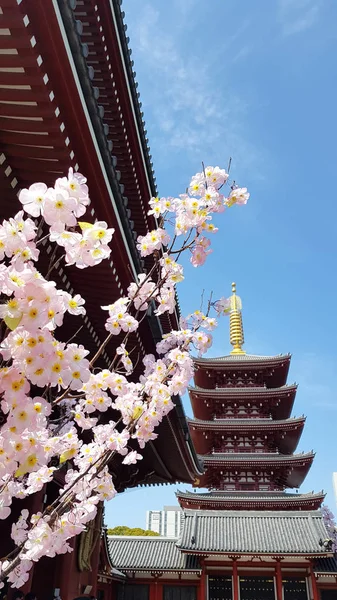 Sensoji Temple Asakusa Taito City Tokyo Japan — Stock Photo, Image