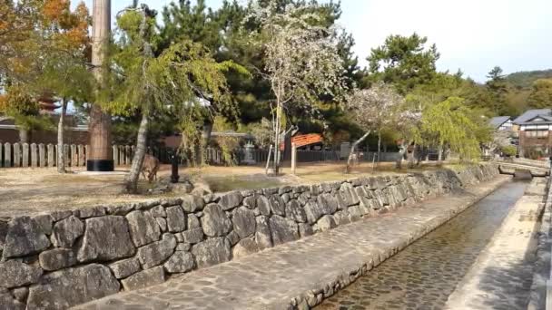 Canal Och Hjortar Miyajima Japan — Stockvideo