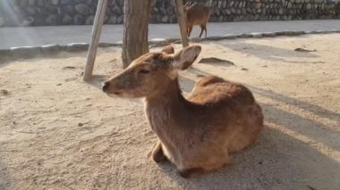Miyajima Adası, Japonya - 13 Nisan, 2019: Geyikler turistlerle serbestçe yürüyor. Geyikler, tanrıların habercileri olarak kabul edilir, çünkü yerli Şinto dininde kutsal olarak düşünülürler..