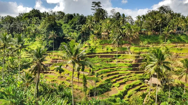 Tegallalang Rice Terrace Bali Indonesia —  Fotos de Stock