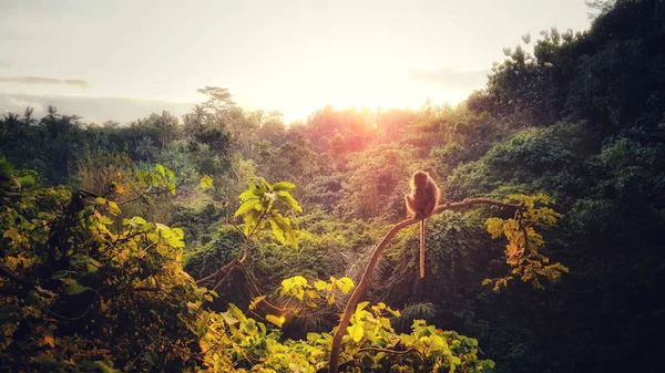 Aap Een Bos Ubud Tijdens Een Zonsondergang Bali Indonesië — Stockfoto
