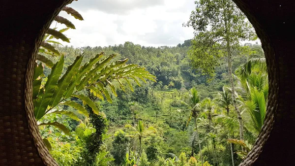 Terrazas Forestales Arroz Bali Indonesia —  Fotos de Stock
