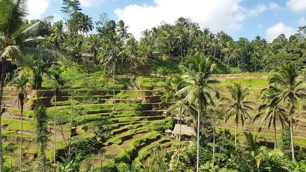 Tegallalang Rice Terrace Bali Indonesia —  Fotos de Stock