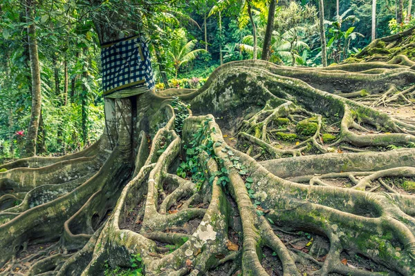 Boom Pura Goa Gajah Bali Indonesië — Stockfoto