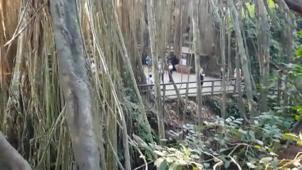 Bali Indonesien Juni 2019 Människor Som Går Monkey Forest Ubud — Stockvideo