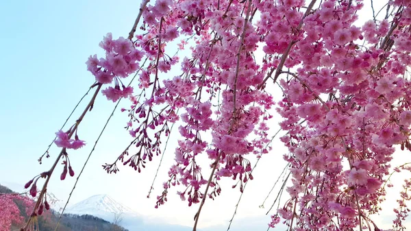 Kwiat Wiśni Góra Fuji Nad Jeziorem Ashi Hakone Japon — Zdjęcie stockowe