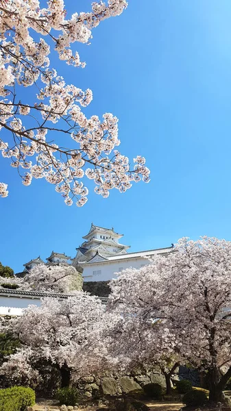 Flor Cerezo Castillo Himeji Japón —  Fotos de Stock