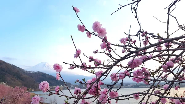 Цветущая Вишня Гора Фудзи Озера Аши Хаконэ Япон — стоковое фото