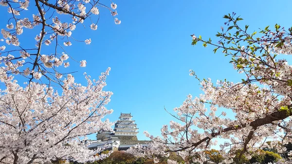 Kiraz Çiçeği Japonya Daki Himeji Kalesi — Stok fotoğraf