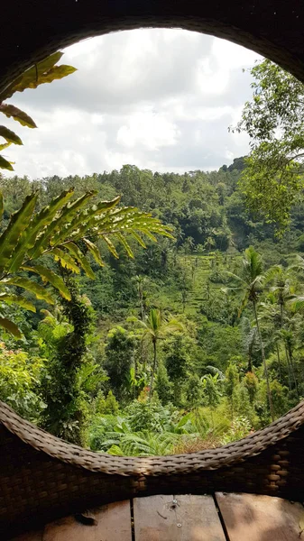 Bos Rijstterrassen Bali Indonesië — Stockfoto